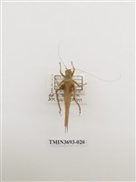 藏品(直翅目(1))的圖片